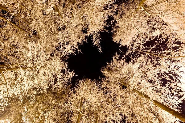 Karda Ağaçlar Karanlık Gökyüzüne Karşı — Stok fotoğraf