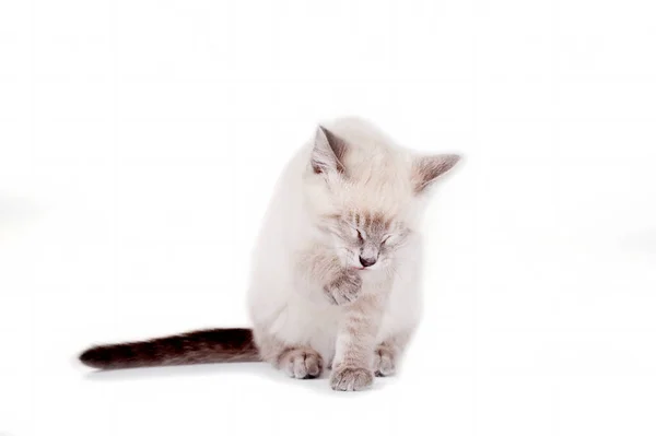 Bellissimo Occhio Blu Gattino Siamese Isolato — Foto Stock