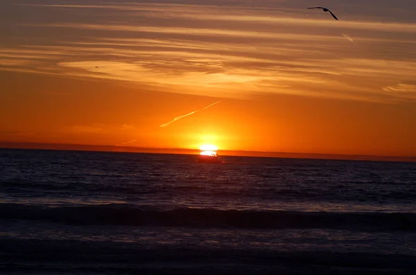 Vogel Fliegt Bei Sonnenuntergang Über Strand — Stockfoto
