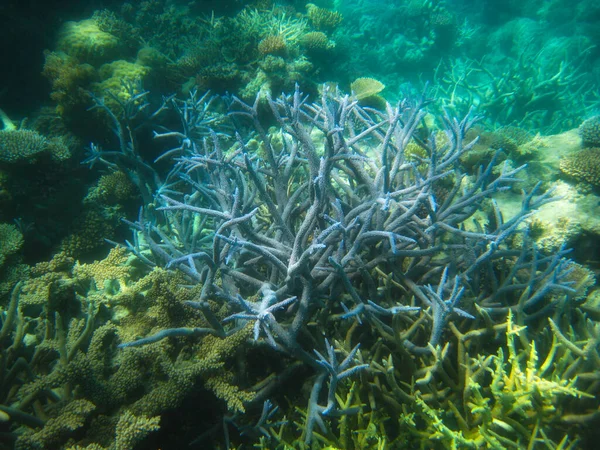 Nagy Korallzátony Víz Alatti Jelenete Csodálatos Víz Alatti Világ Koncepció — Stock Fotó