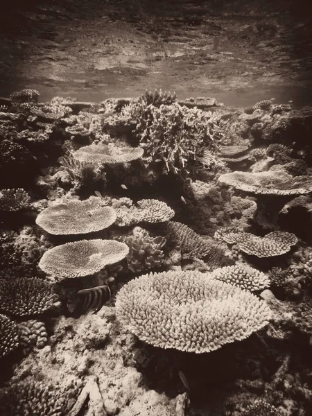 Podwodna Scena Wielkiej Rafy Koralowej Niesamowita Koncepcja Podwodnego Świata — Zdjęcie stockowe