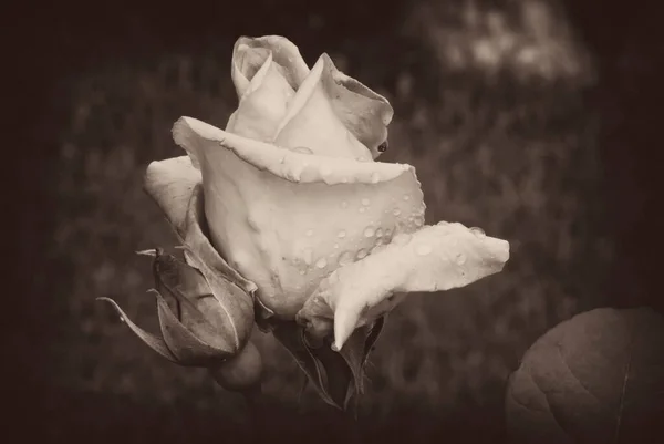 Nahaufnahme Der Schönen Rose Sommerkonzept — Stockfoto