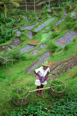 Cultivation of rice. Senior man doing field work 