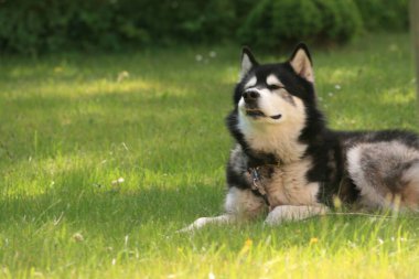 Alaska Malamute köpeği yeşil çimlerin üzerinde 
