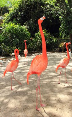 Flamingolar parkta yürüyorlar. 