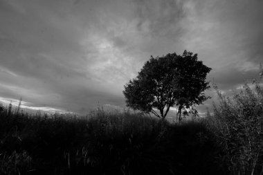 Ağacı ve bulutlu gökyüzü olan güzel bir manzara.