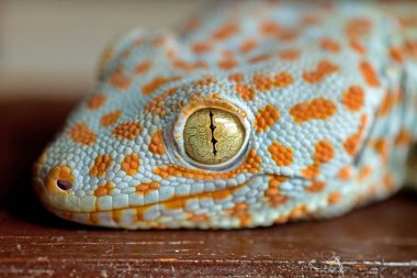 Güzel Tokay Geko 'nun portresini kapat