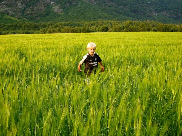 Skandinavia Lifestyle Anak Laki Laki Bermain Ladang Gandum — Stok Foto