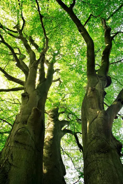 Vista Bonita Cênica Árvores Faia Poderosas — Fotografia de Stock
