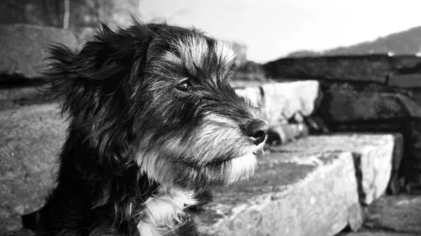 Hund Mit Schwarzem Hintergrund — Stockfoto