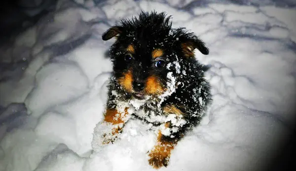 雪の中の犬 — ストック写真