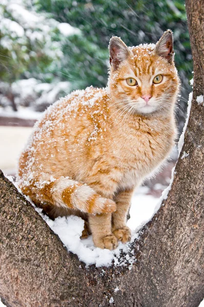 Бездомная Симпатичная Кошка Снегу — стоковое фото