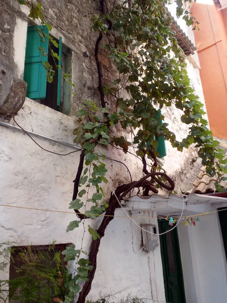 old house with old frowing vine