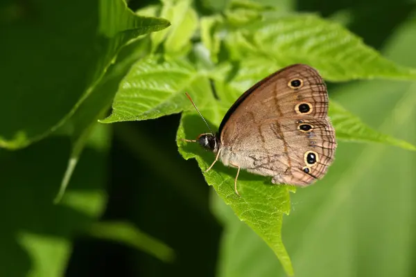 Close View Butterfly Nature — Stock Photo, Image