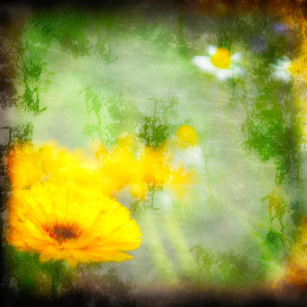 Textured Grunge Background Yellow Daisies — Stock Photo, Image