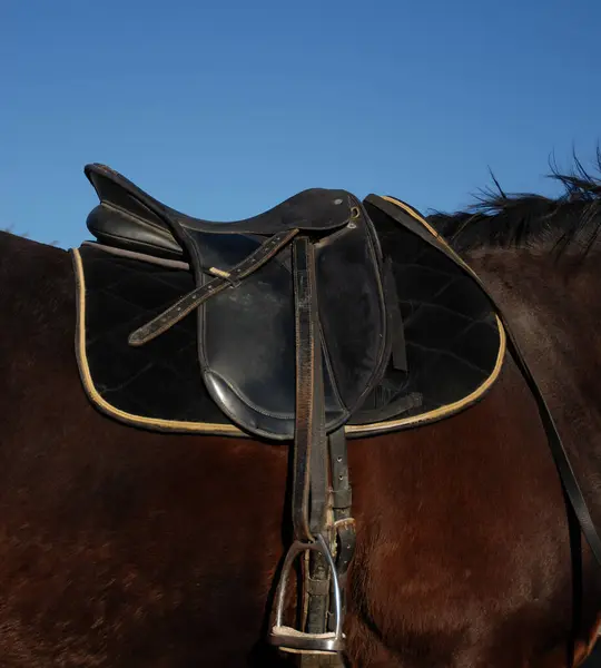 鞍座在马的视图上 免版税图库图片