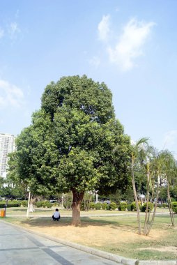 Shenzhen city building and road landscape, in china.