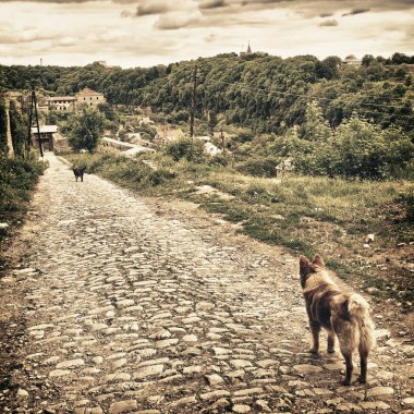 İki sevimli köpek yolda..