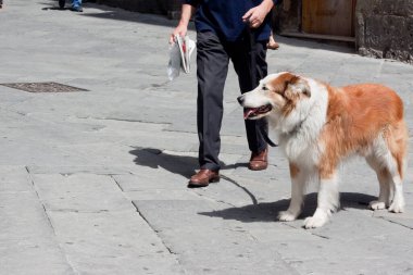 Sokaktaki adamla köpek.