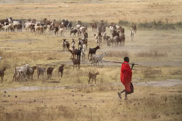 Maasai Cattle Ngorongoro — Stock Photo, Image