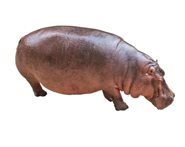 Hippopotame Isolé Dans Fond Blanc — Photo