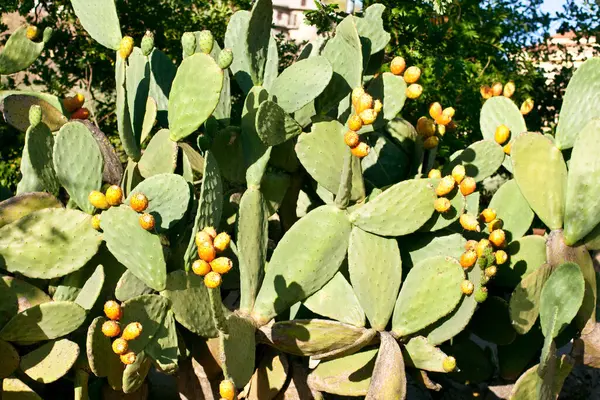 Barevné Kaktusy Dne Detailní Pohled — Stock fotografie