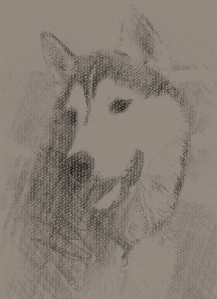 Rysunek Syberyjskiego Husky Ego — Zdjęcie stockowe