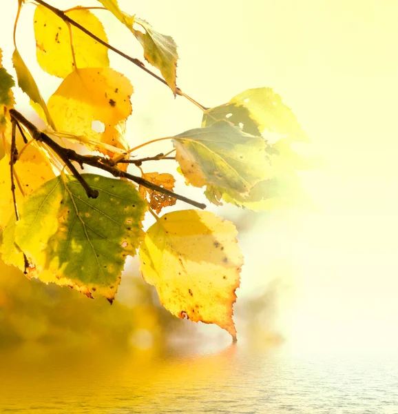 Huş Ağacı Yaprakları Sarı — Stok fotoğraf