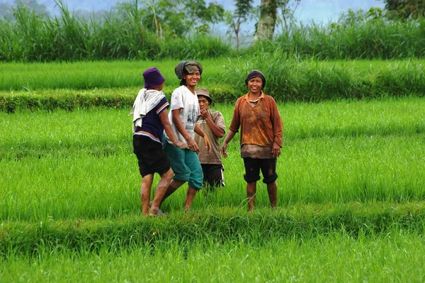 Pracowników Pole Ryżu — Zdjęcie stockowe