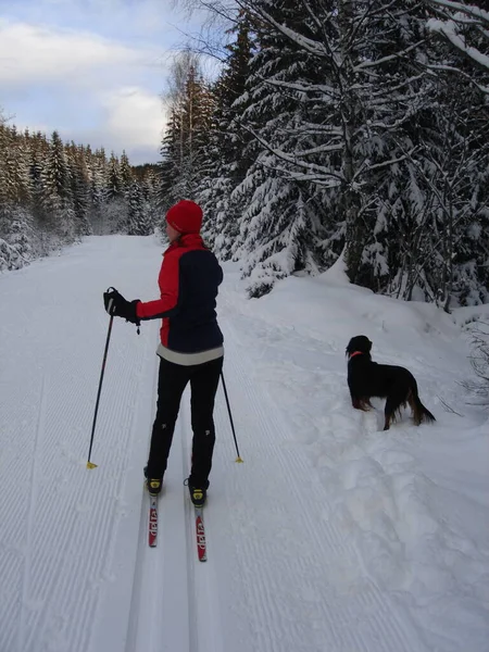 Scandinavian Lifestyle Skiing Dog View — Stock Photo, Image