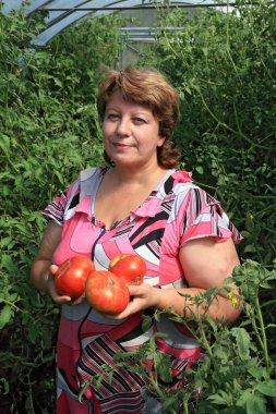 Taze olgun domatesleri serada tutan ziraatçi.