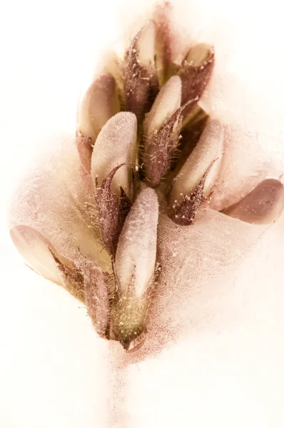 Flores Congeladas Flores Cubo Gelo — Fotografia de Stock
