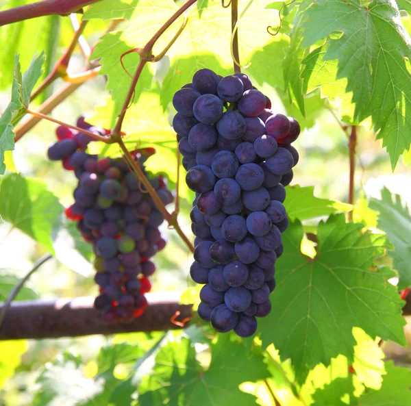 Синий Виноград Листьями — стоковое фото