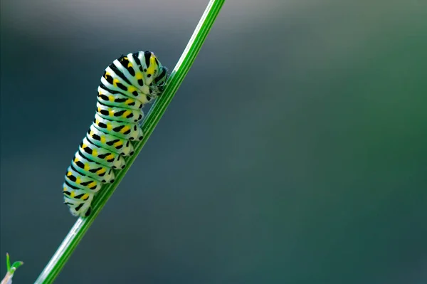 Vilda Larv Papilio Macaone — Stockfoto