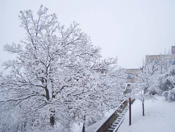 Сніг Дерево Зимовий Фон — стокове фото