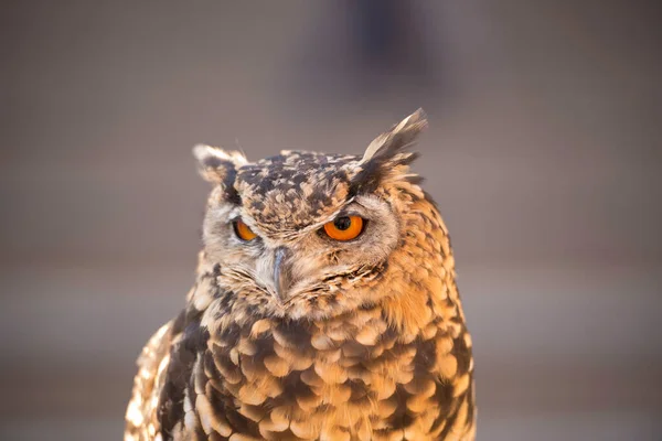 Close View Owl Bird Natural Habitat — Stock Photo, Image