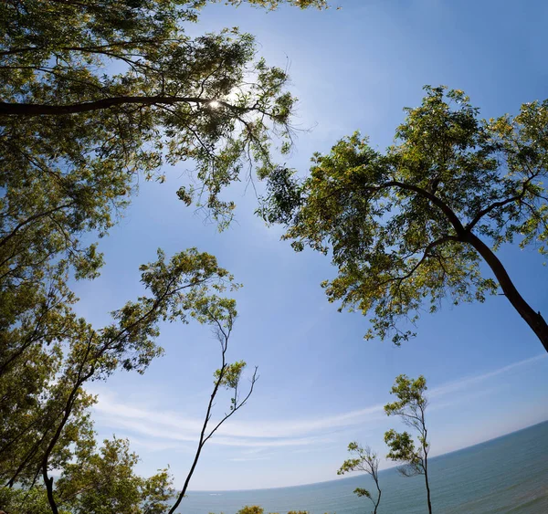 Drzewa Przeciw Błękitnemu Niebu Piękne Tło Natury — Zdjęcie stockowe