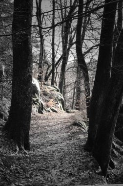 Ormanın ortasındaki ormanın dikey görüntüsü.