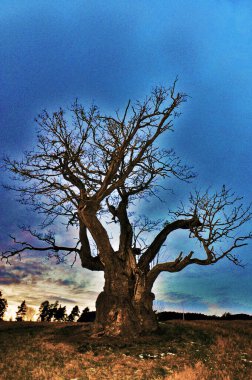 a beautiful tree in the evening light. high quality photo
