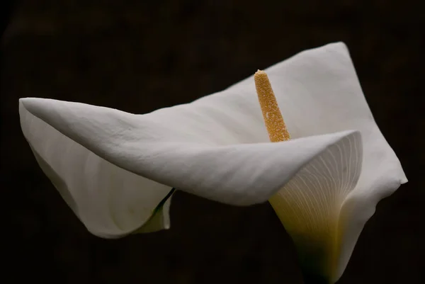 Biała Lilia Calla Piękne Tło Kwiatowe — Zdjęcie stockowe