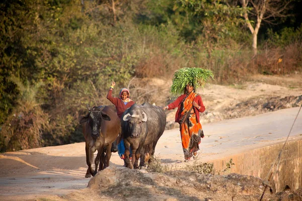 Yolda Evcil Hayvanları Olan Hintli Kadınlar — Stok fotoğraf