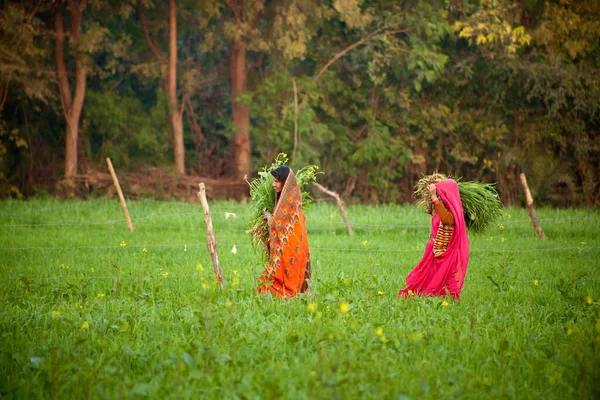 Hintli Kadınlar Tarım Arazilerinde Çalışır — Stok fotoğraf
