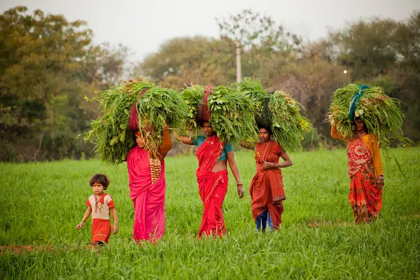 Hintli Kadınlar Tarım Arazilerinde Çalışır — Stok fotoğraf