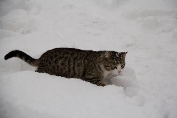 Šedá Kočka Sněhu — Stock fotografie
