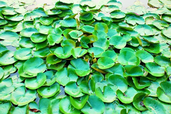 池に緑の蓮の葉 — ストック写真