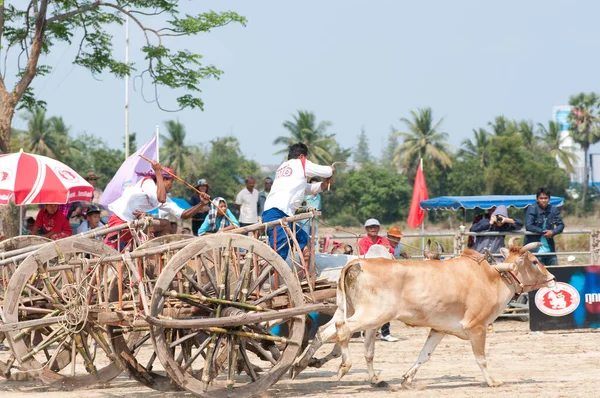 Cow Cart Racing Festival Thailand — Stock Photo, Image