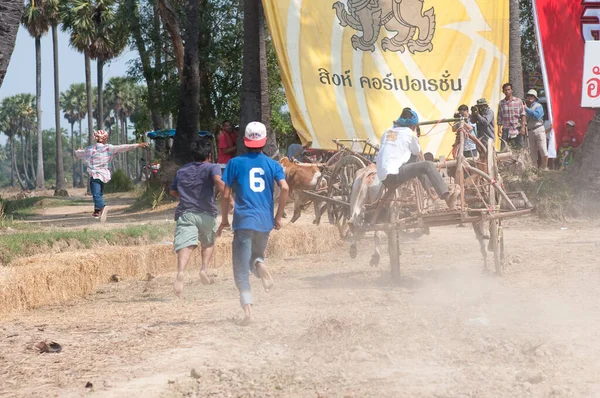 Kráva Vozík Závodní Festival Thajsku — Stock fotografie