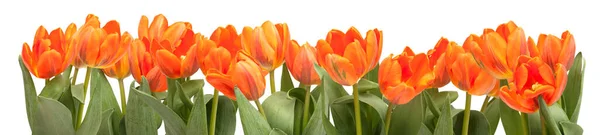 Orange Tulips Isolated White Background — Stock Photo, Image
