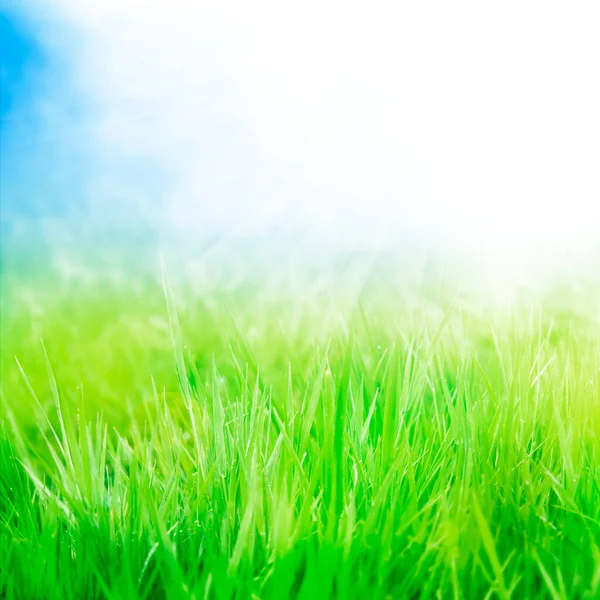Groen Gras Blauwe Lucht — Stockfoto