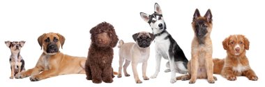 Büyük bir grup köpek yavrusu yaklaşıyor.